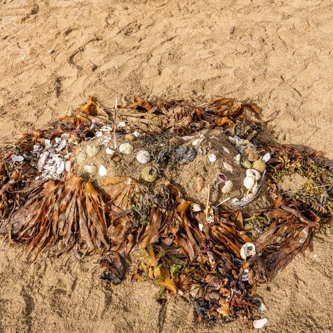 Sæskrímsli á Langasandi við Sólmundarhöfða - Unnið af elstu deild leikskólans Akraseli (2024)
Ljósmynd: Guðni Hannesson