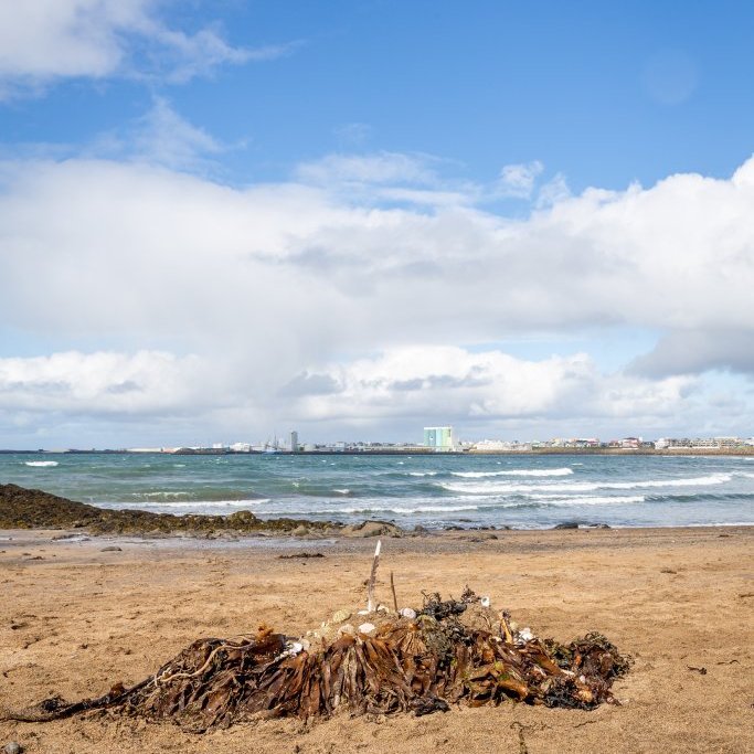 Sæskrímsli á Langasandi við Sólmundarhöfða - Unnið af elstu deild leikskólans Akraseli (2024)
Ljósmynd: Guðni Hannesson