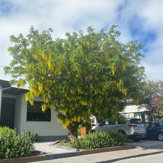 bjarkargrund-37-tre-arsins-2