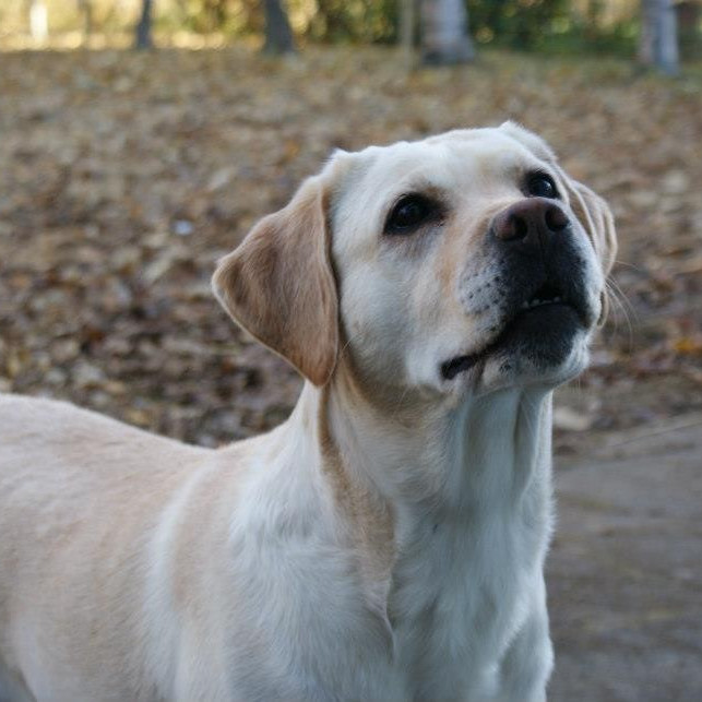 Hunda- og kattaeigendur athugið