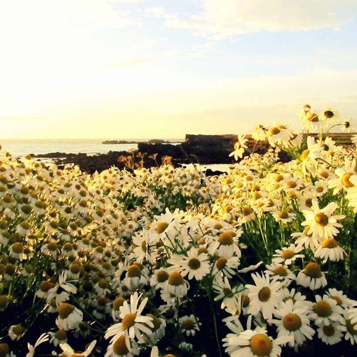 Elínarhöfði.