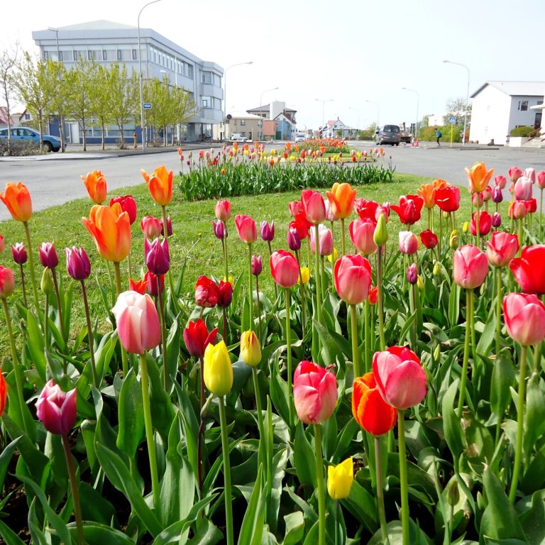 Sumarstarfsfólk í garðyrkjudeild