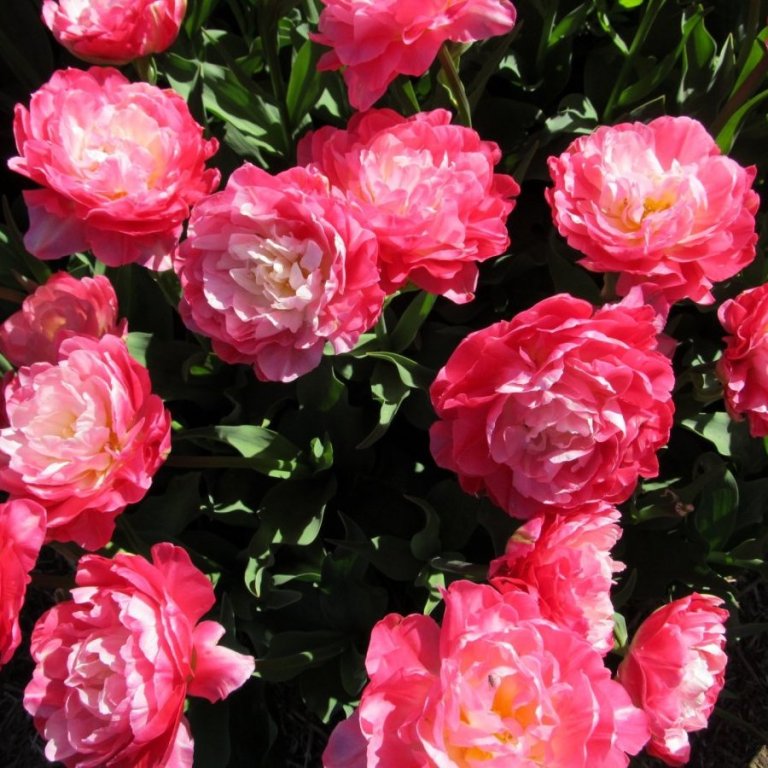 Umhverfisviðurkenningar 2025 - tilnefningar óskast