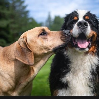 Hunda- og kattahreinsun 2025