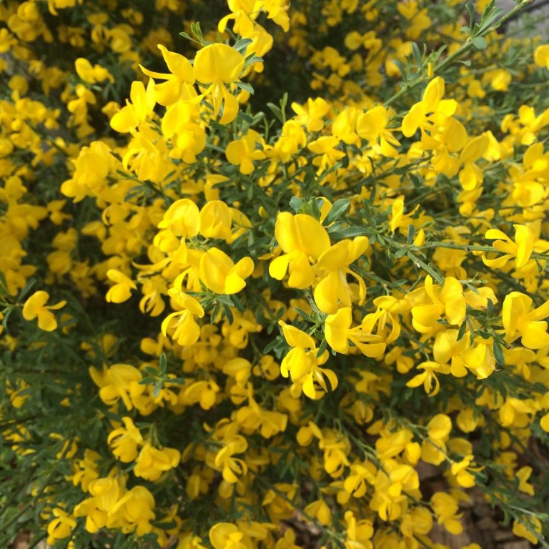 Páskaopnun Akraneskaupstaðar