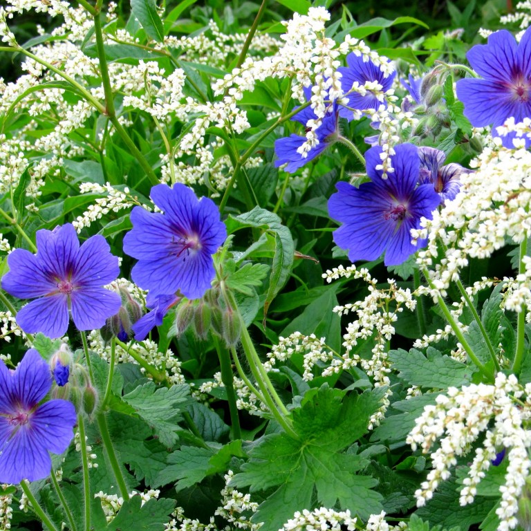 Umhverfisviðurkenningar 2016