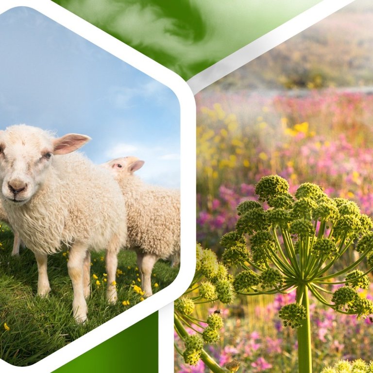 Ég bý í sveit - málþing