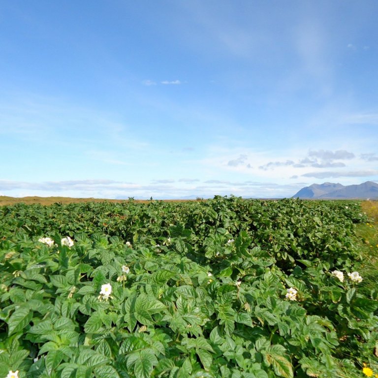 Kartöflugarðar á Akranesi.