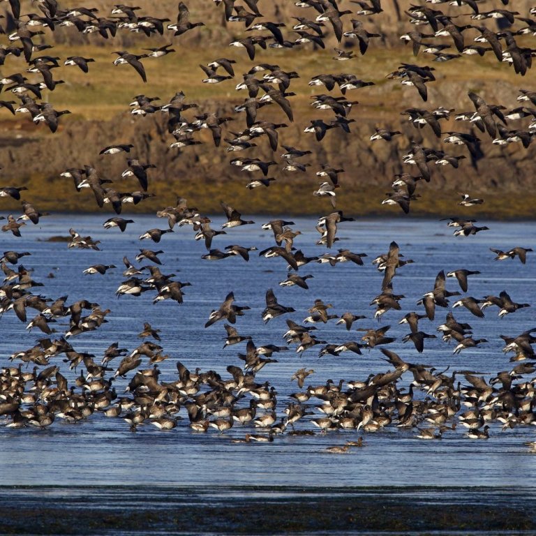 Mikilvæg fuglasvæði á Íslandi