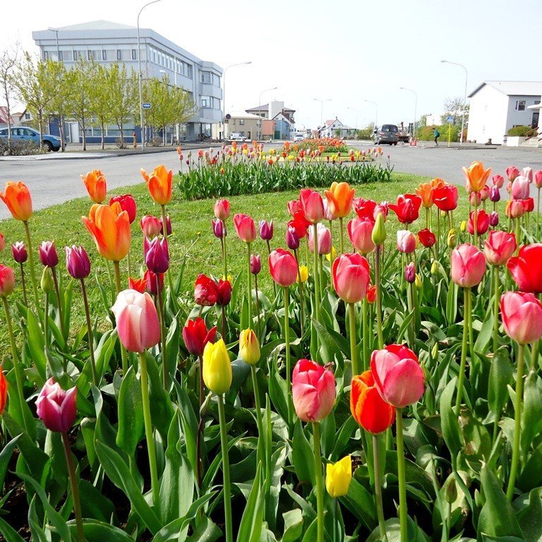 Vor og blíða á Akranesi