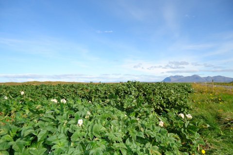 Matjurtagarðar tilbúnir til notkunar