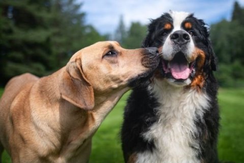 Hunda- og kattahreinsun 2025