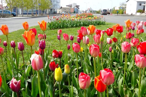 Verkstjóri Vinnuskóla Akraneskaupstaðar