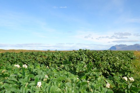 Matjurtagarðar Akraneskaupstaðar sumarið 2024
