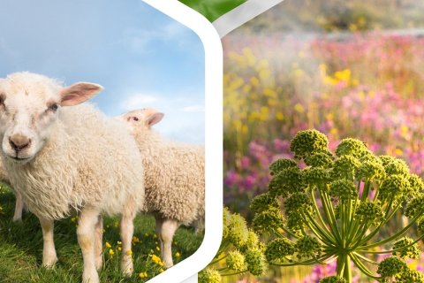 Ég bý í sveit - málþing