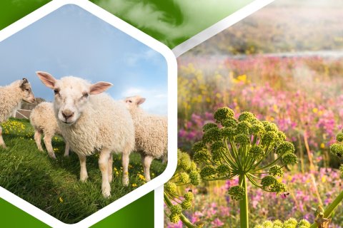 Ég bý í sveit - málþing