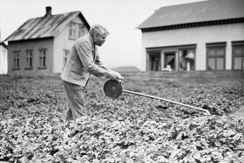 Byggðasafnið býður til kartöfluhátíðar